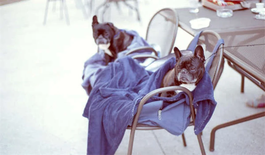 犬の心を傷つける7つのNG行為と正しいしつけ方法