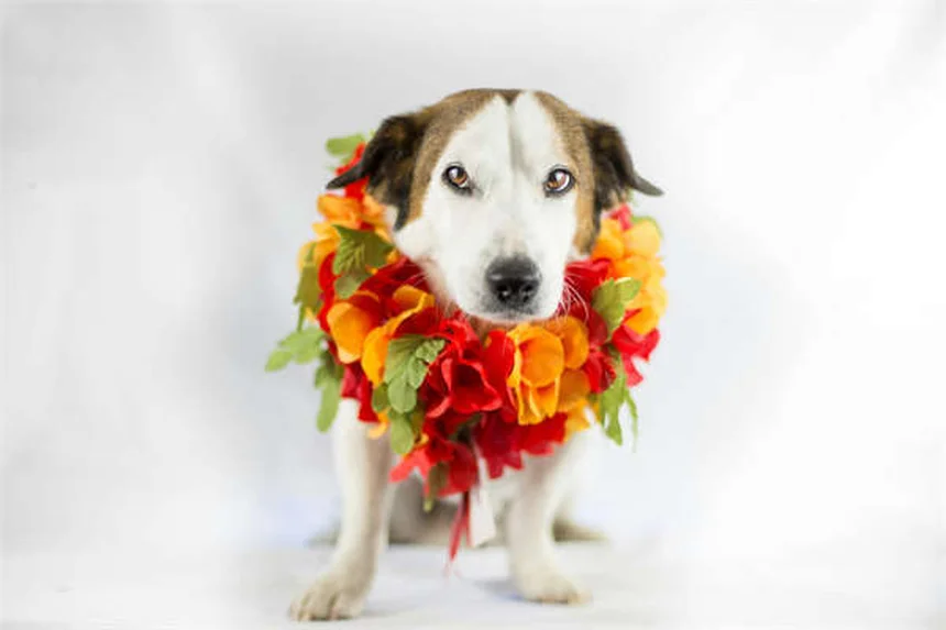 猫が夜中に起こす理由と対策｜ぐっすり眠れる7つの方法